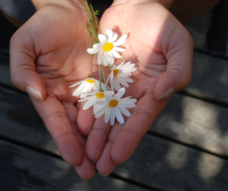 Two cupped hands holding several white and yellow daisies